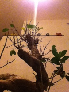 bonsai 62 dagar kvar