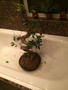 bonsai meningen med livet